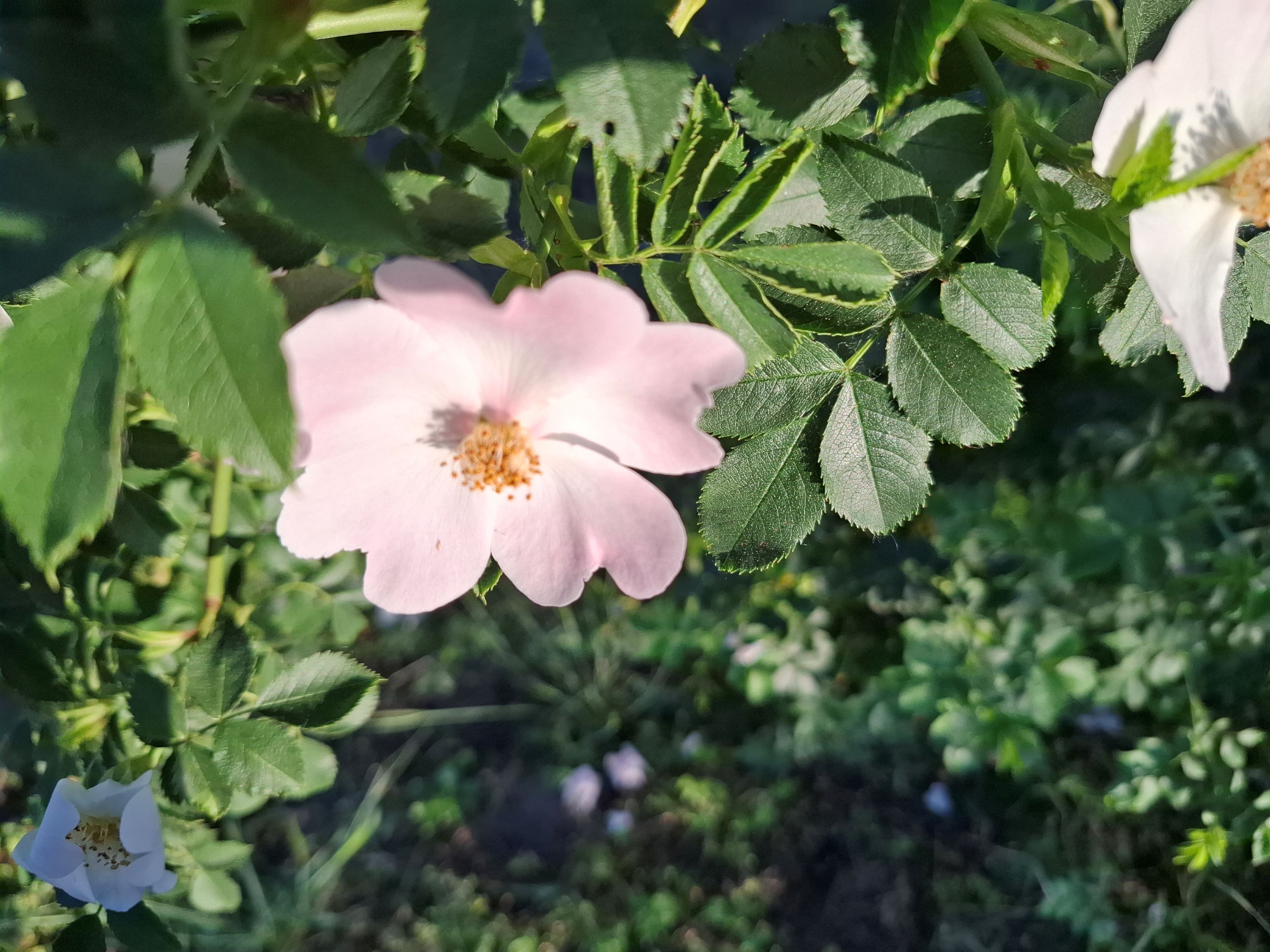 Galéria kép 2